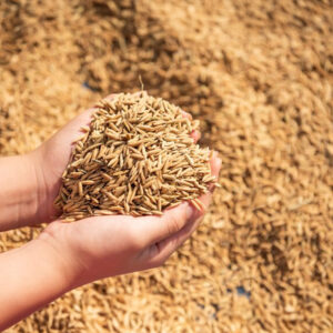 PADDY 500GM*20