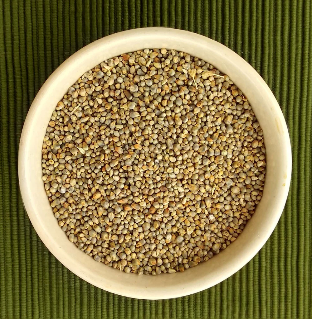 ICS MILLET PEARL-KAMBU WHOLE