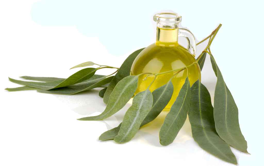 EUCALYPTUS OIL50ML*144